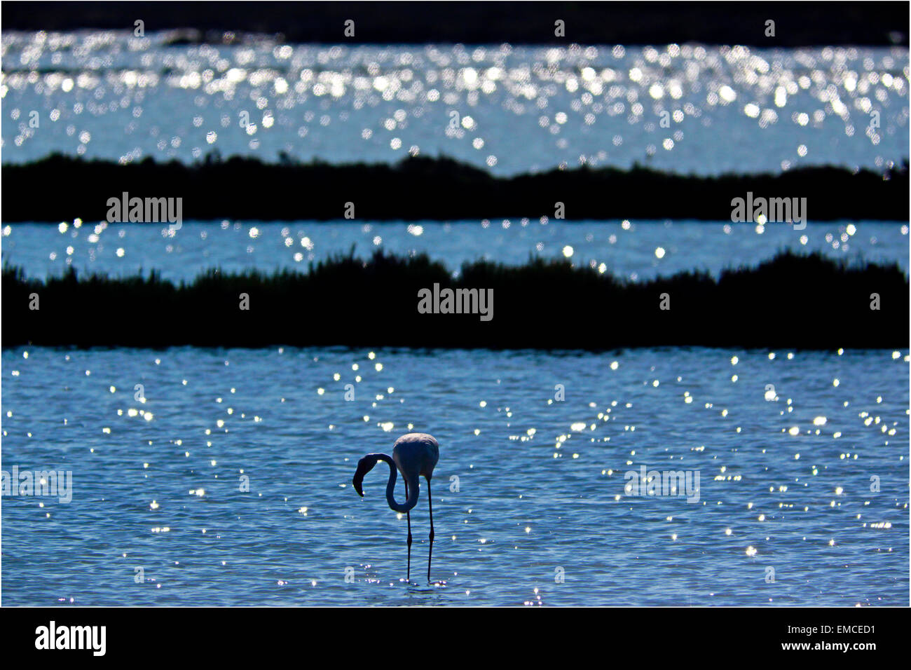 Flamingo Dougall entre les réflexions du soleil sur l'eau Banque D'Images