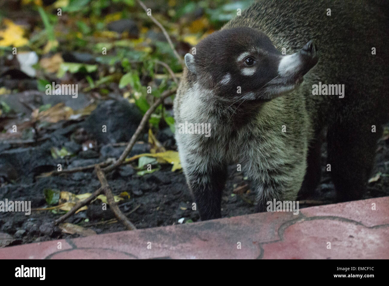 A Nosy Be White-nosed coati inspecte les alentours près de Montezuma, Costa Rica Banque D'Images
