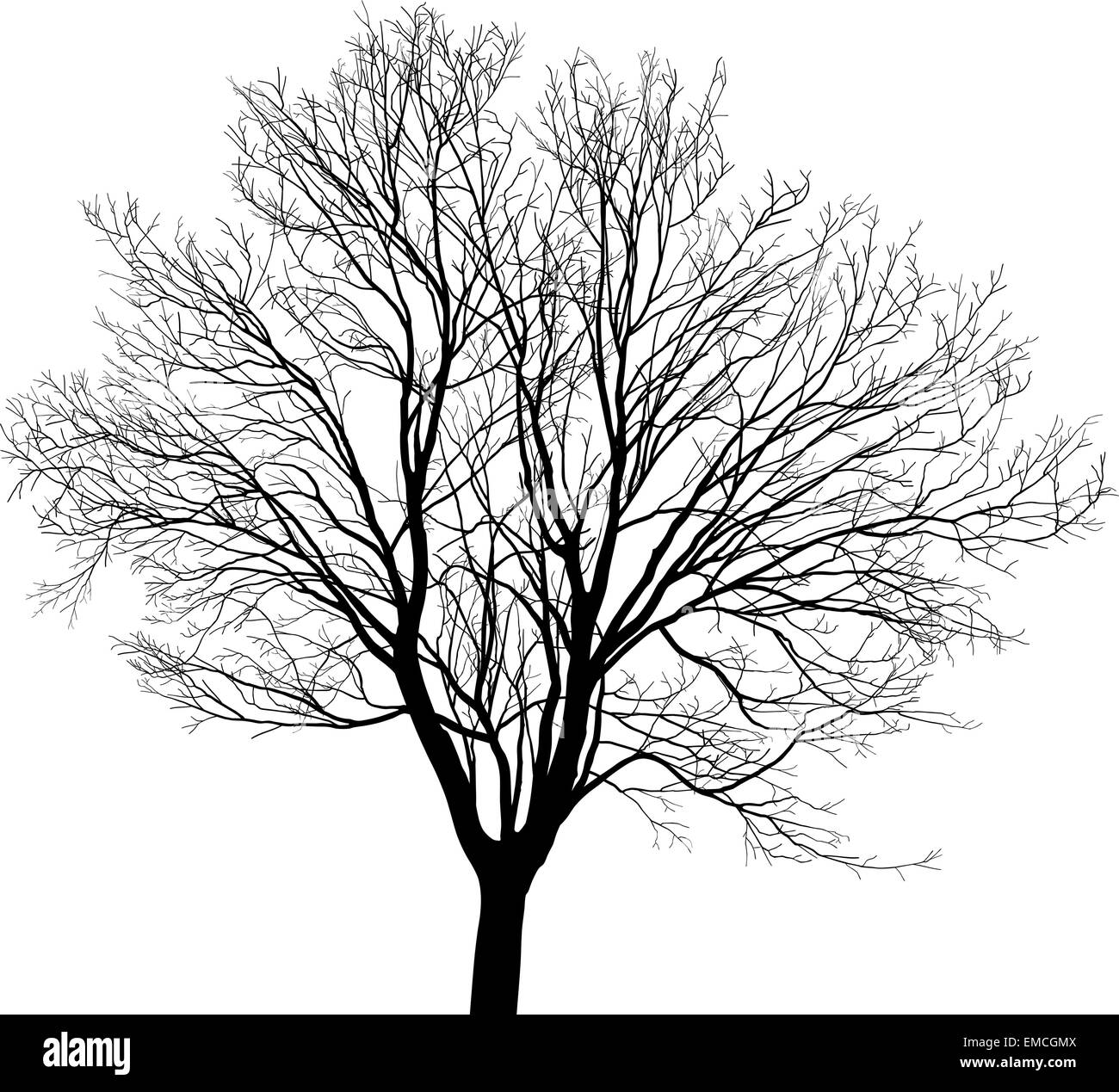 Jeune arbre d'érable Illustration de Vecteur