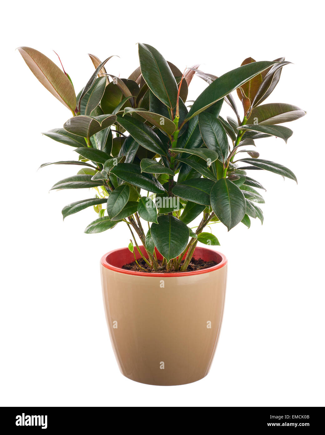 Ficus elastica (caoutchouc) Bush indien à la lumière brown cache-pot isolé sur fond blanc. Libre. Banque D'Images