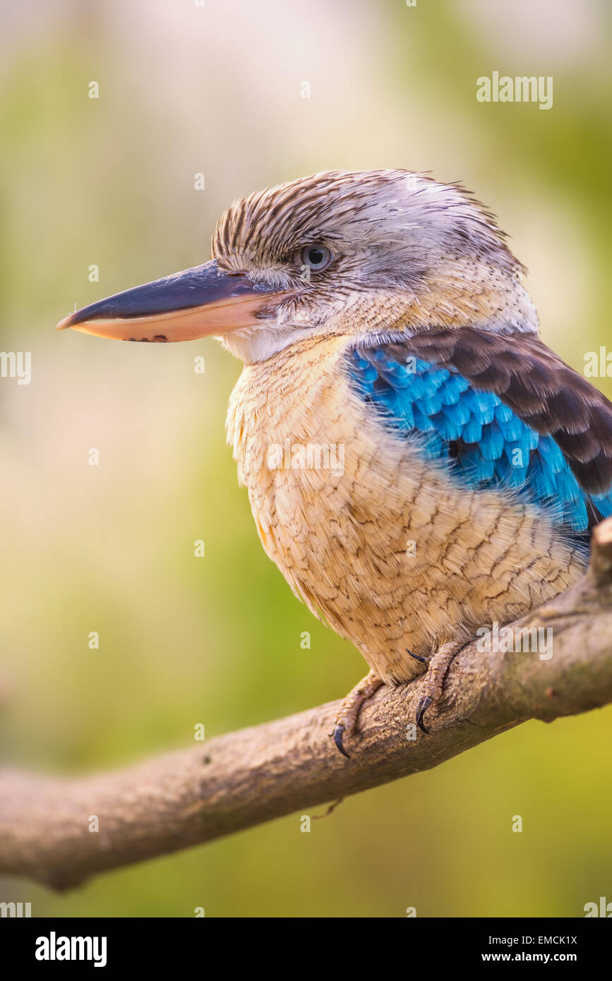 Portrait of male blue-winged kookaburra (Dacelo hedychrum) Banque D'Images