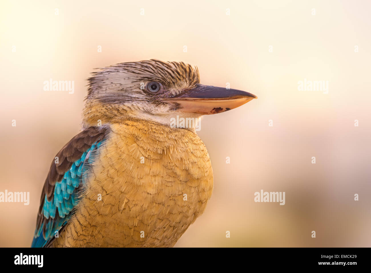 Portrait of male blue-winged kookaburra (Dacelo hedychrum) Banque D'Images