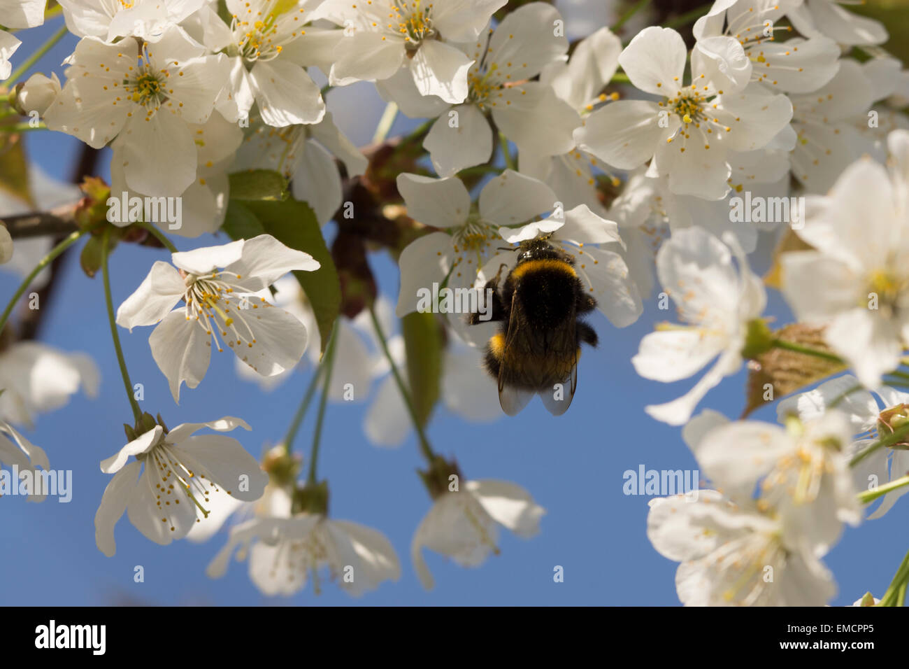 Jardin nature Bumblebee UK bourdonnement de la vie sauvage de la collecte d'insectes fleurs couvrant c'est l'auto dans le pollen Banque D'Images