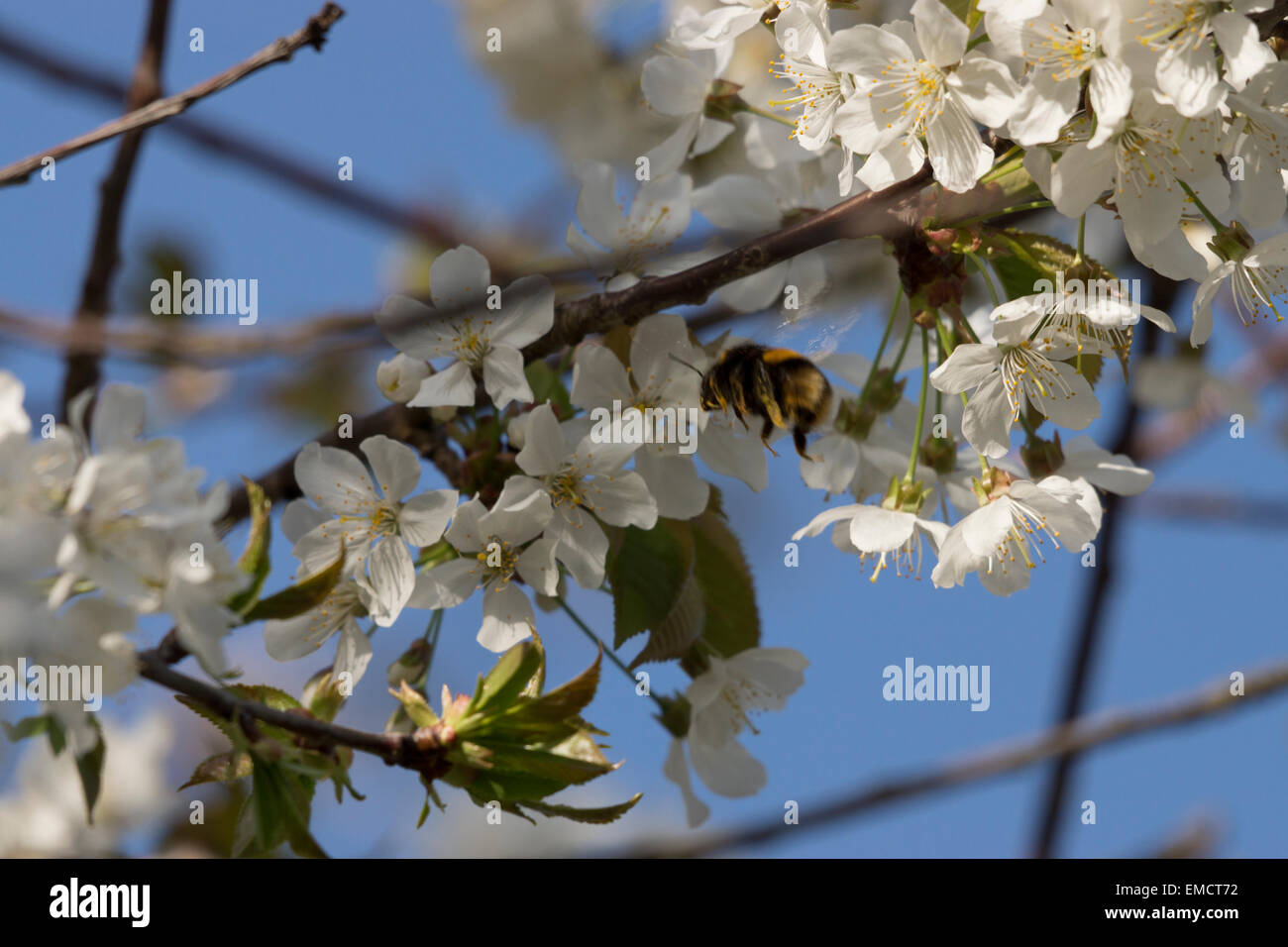 Jardin nature Bumblebee UK bourdonnement de la vie sauvage de la collecte d'insectes fleurs couvrant c'est l'auto dans le pollen Banque D'Images