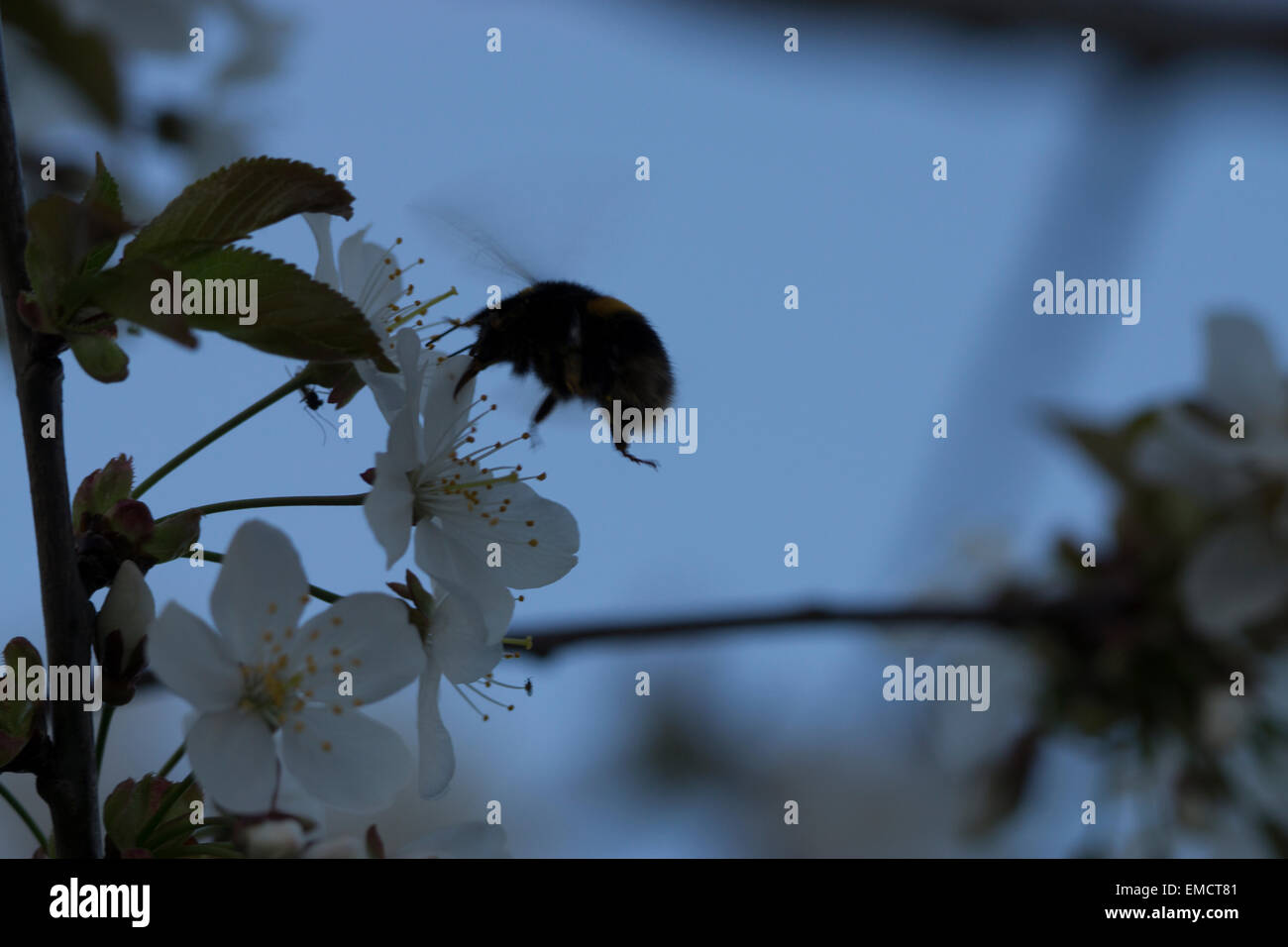 Jardin nature Bumblebee UK bourdonnement de la vie sauvage de la collecte d'insectes fleurs couvrant c'est l'auto dans le pollen Banque D'Images