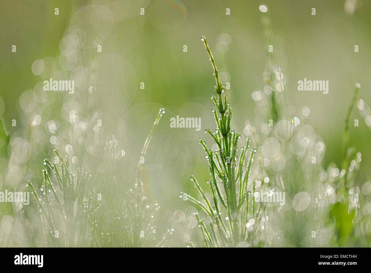 La prêle commune ou prêle des champs, Equisetum arvense, avec des gouttes de rosée Banque D'Images