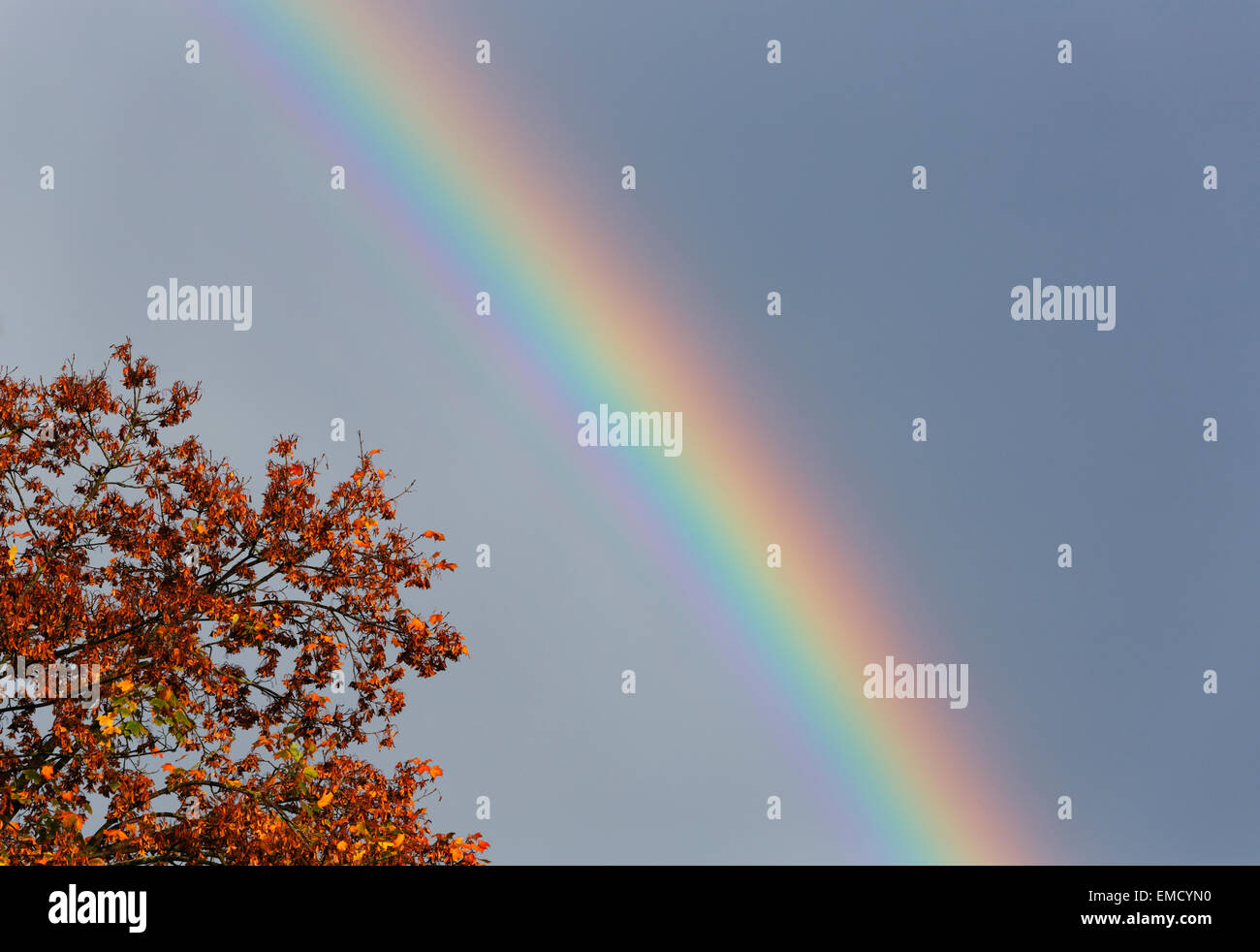 Allemagne, Bavière, arc-en-ciel sur l'arbre d'automne Banque D'Images
