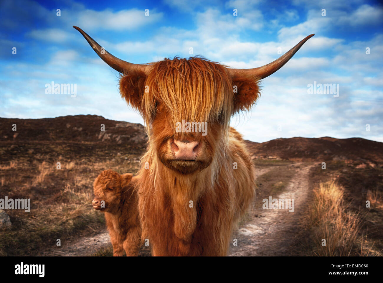 Royaume-uni, Ecosse, Highland cattle avec veau à laide Banque D'Images