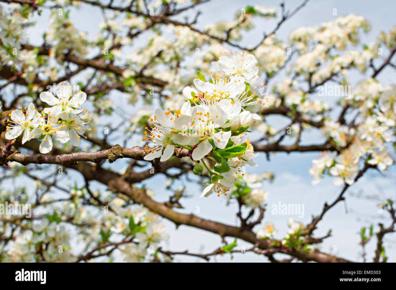 Floraison de fleurs de cerisier au printemps avec des feuilles vertes Banque D'Images