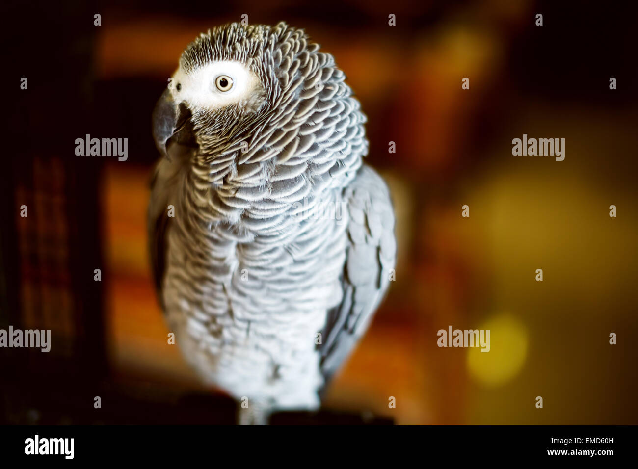 Perroquet gris d'Afrique, Congo ou perroquet gris perroquet gris d'Afrique (Psittacus erithacus), également nommé jaco (Jacquot) close up. Selectiv Banque D'Images