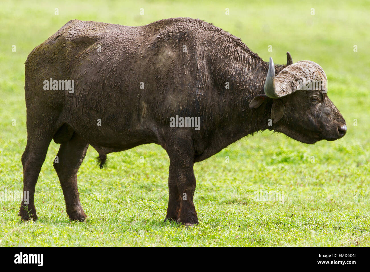 Buffle dans le cratère du Ngorongoro en Tanzanie Banque D'Images Buffle dans le cratère du Ngorongoro en Tanzanie Banque D'Images