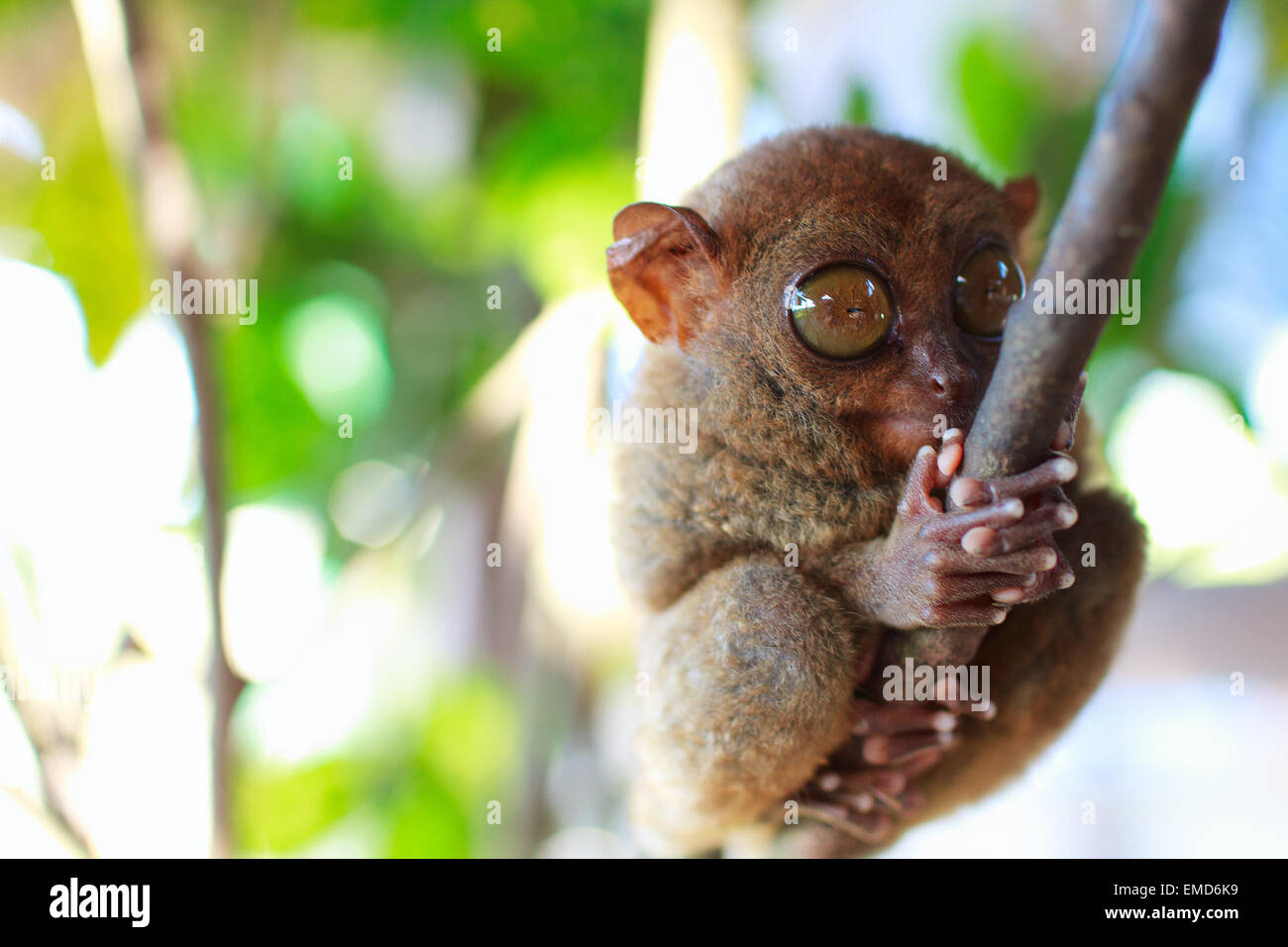 Tarsier Banque D'Images