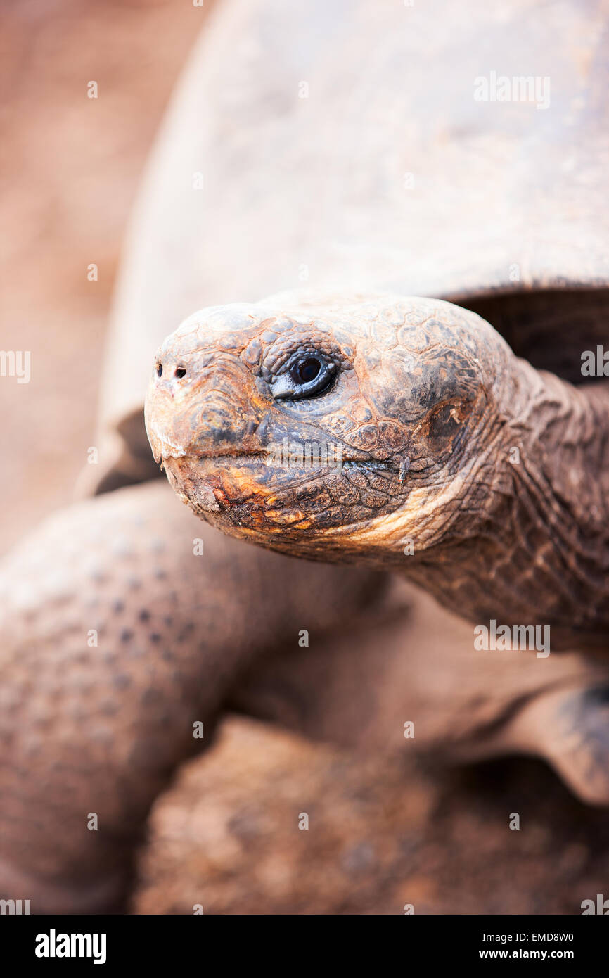 Tortue géante des Galapagos Banque D'Images Tortue géante des Galapagos Banque D'Images