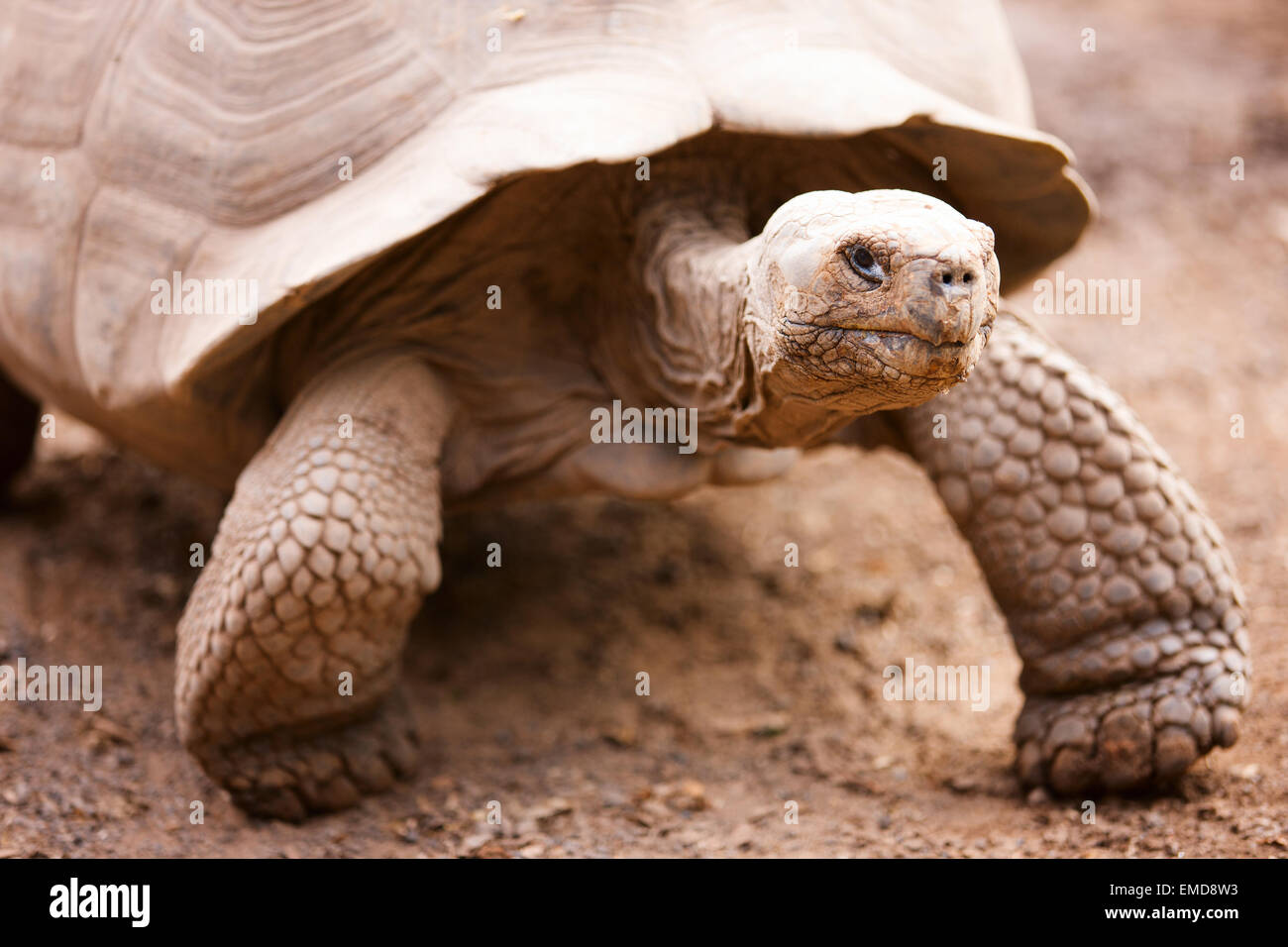Tortue géante des Galapagos Banque D'Images Tortue géante des Galapagos Banque D'Images