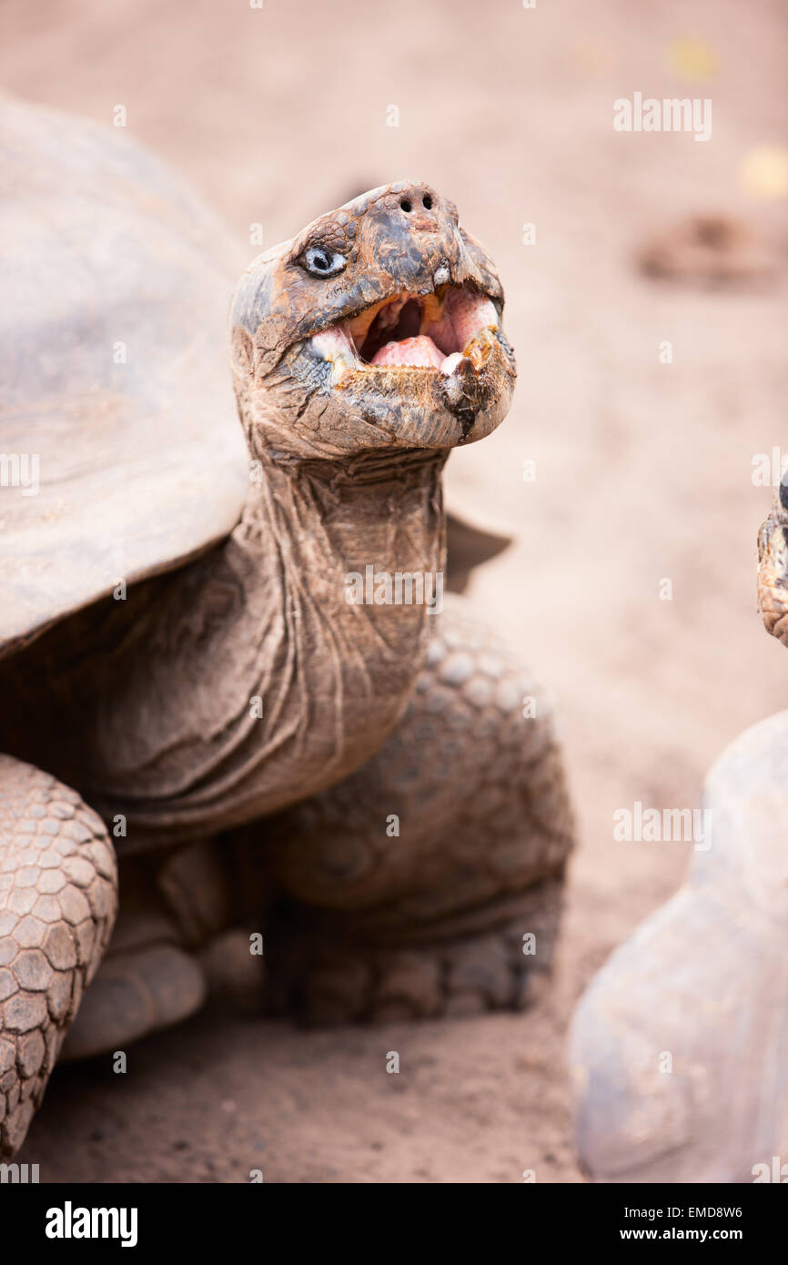 Tortue géante des Galapagos Banque D'Images Tortue géante des Galapagos Banque D'Images