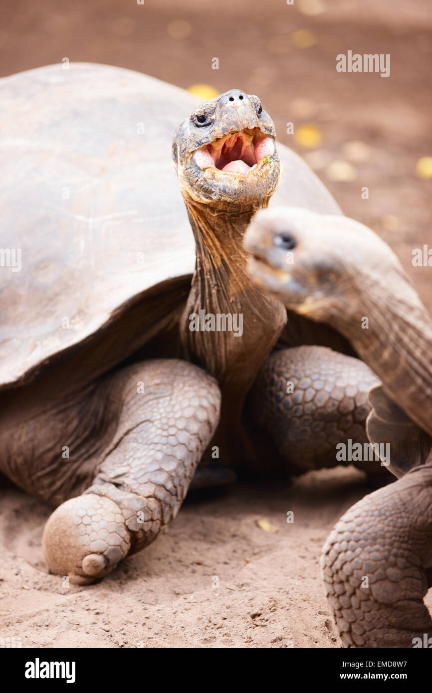 Les tortues géantes des Galapagos Banque D'Images