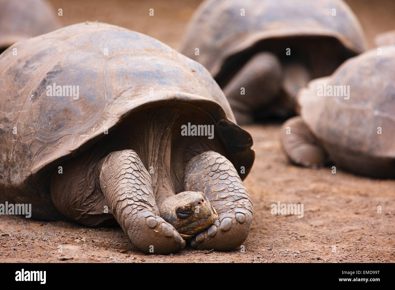 Tortue géante des Galapagos Banque D'Images Tortue géante des Galapagos Banque D'Images