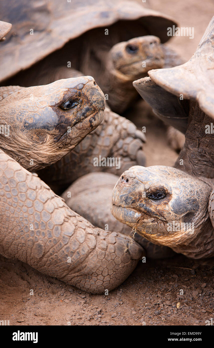 Les tortues géantes des Galapagos Banque D'Images Les tortues géantes des Galapagos Banque D'Images