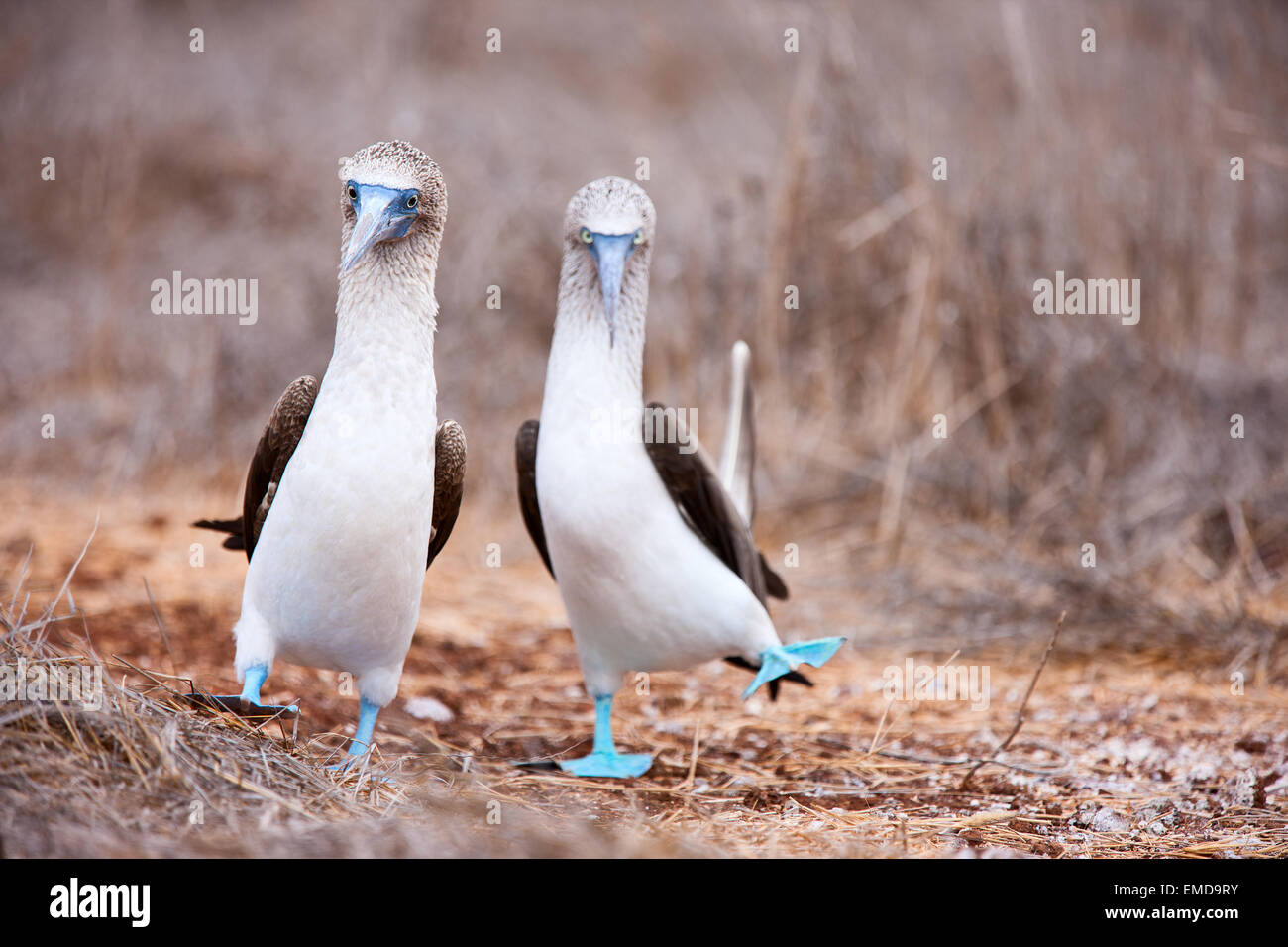 Pieds rouges bleu danse d'accouplement Banque D'Images