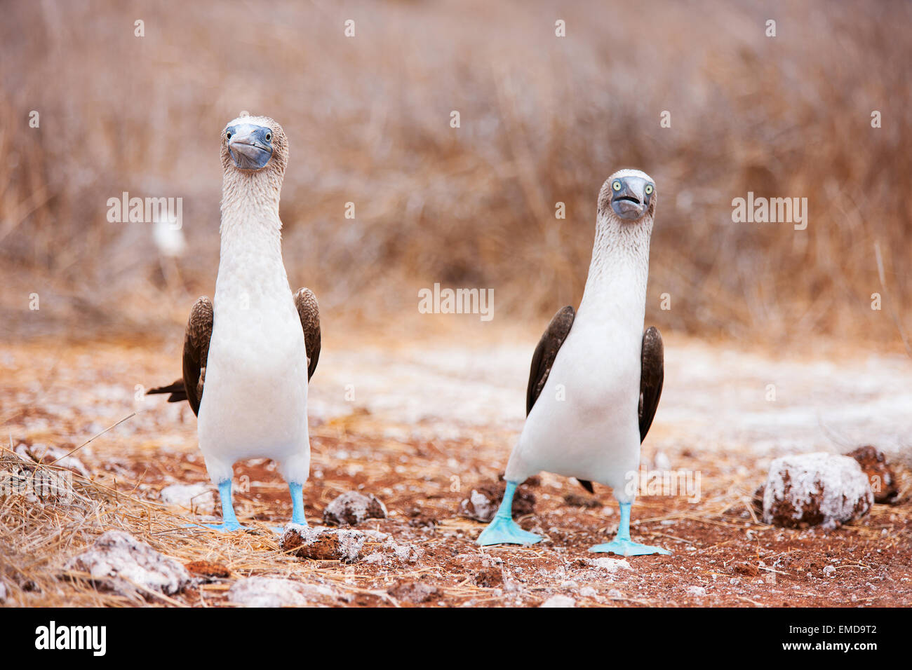 Pieds rouges bleu danse d'accouplement Banque D'Images