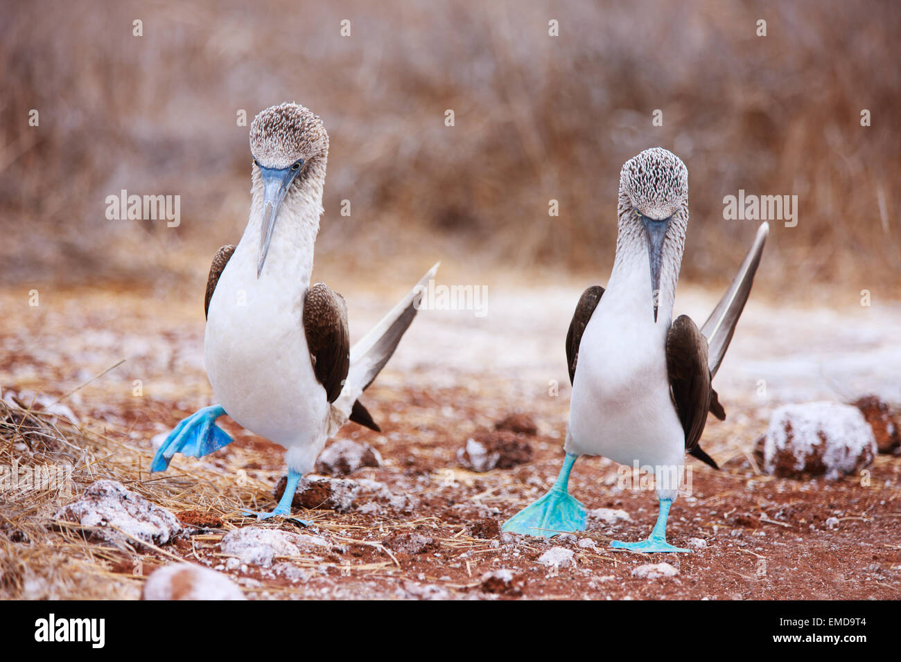 Pieds rouges bleu danse d'accouplement Banque D'Images
