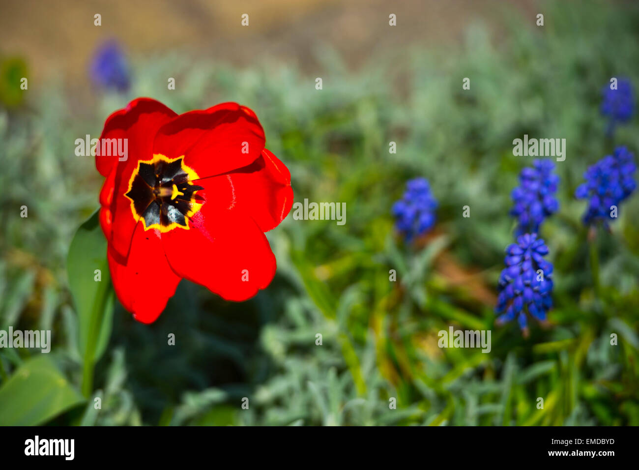 Ouvrir complètement la fleur tulipe rouge Banque D'Images