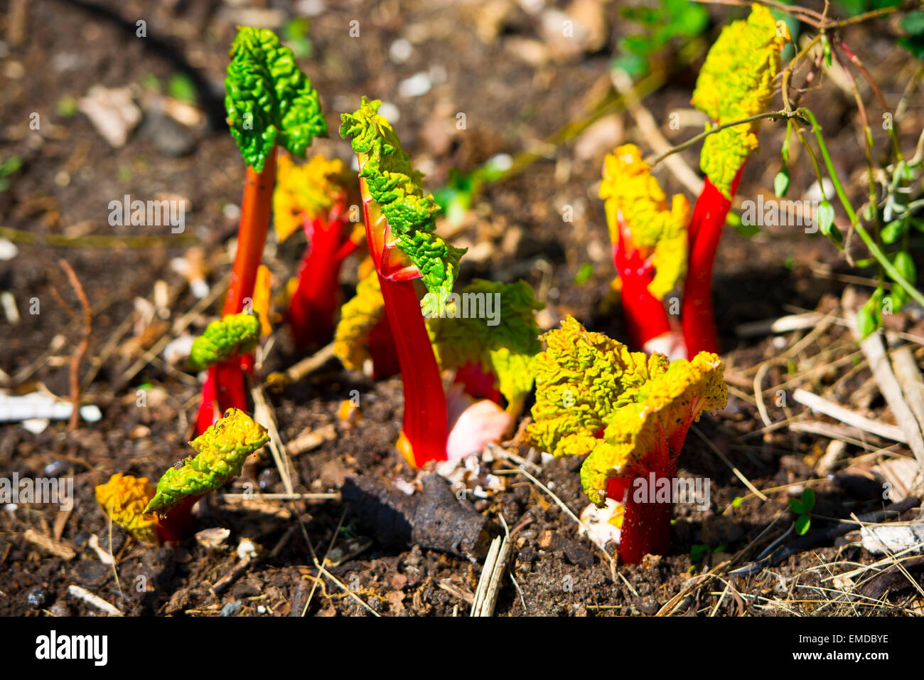 La rhubarbe forcée dans jardin Banque D'Images