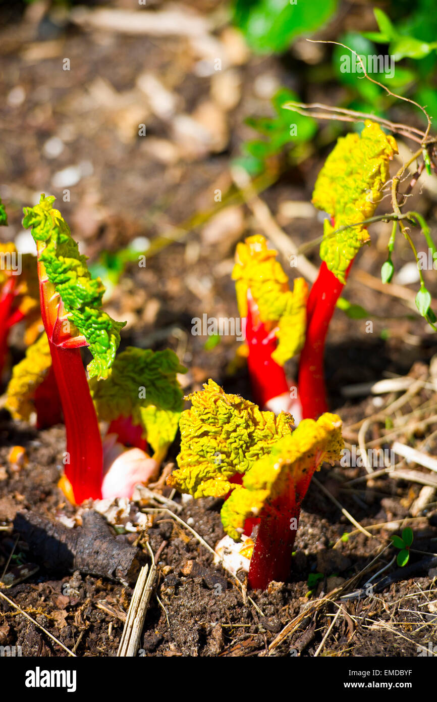 La rhubarbe forcée dans jardin Banque D'Images