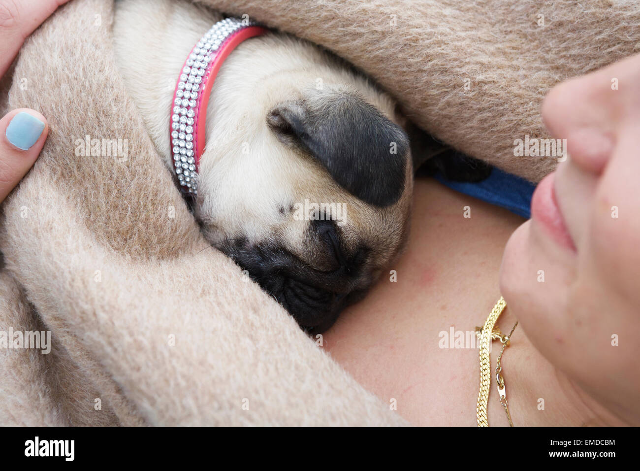 Le Pug Dog Puppy 6 Mois Au Chaud Dormir Sur La Poitrine Des Proprietaires Proprietaire De Chien Remplacement De Bebe Chien De Vie Du Bien Etre Social Les Proprietaires D Animaux Photo Stock