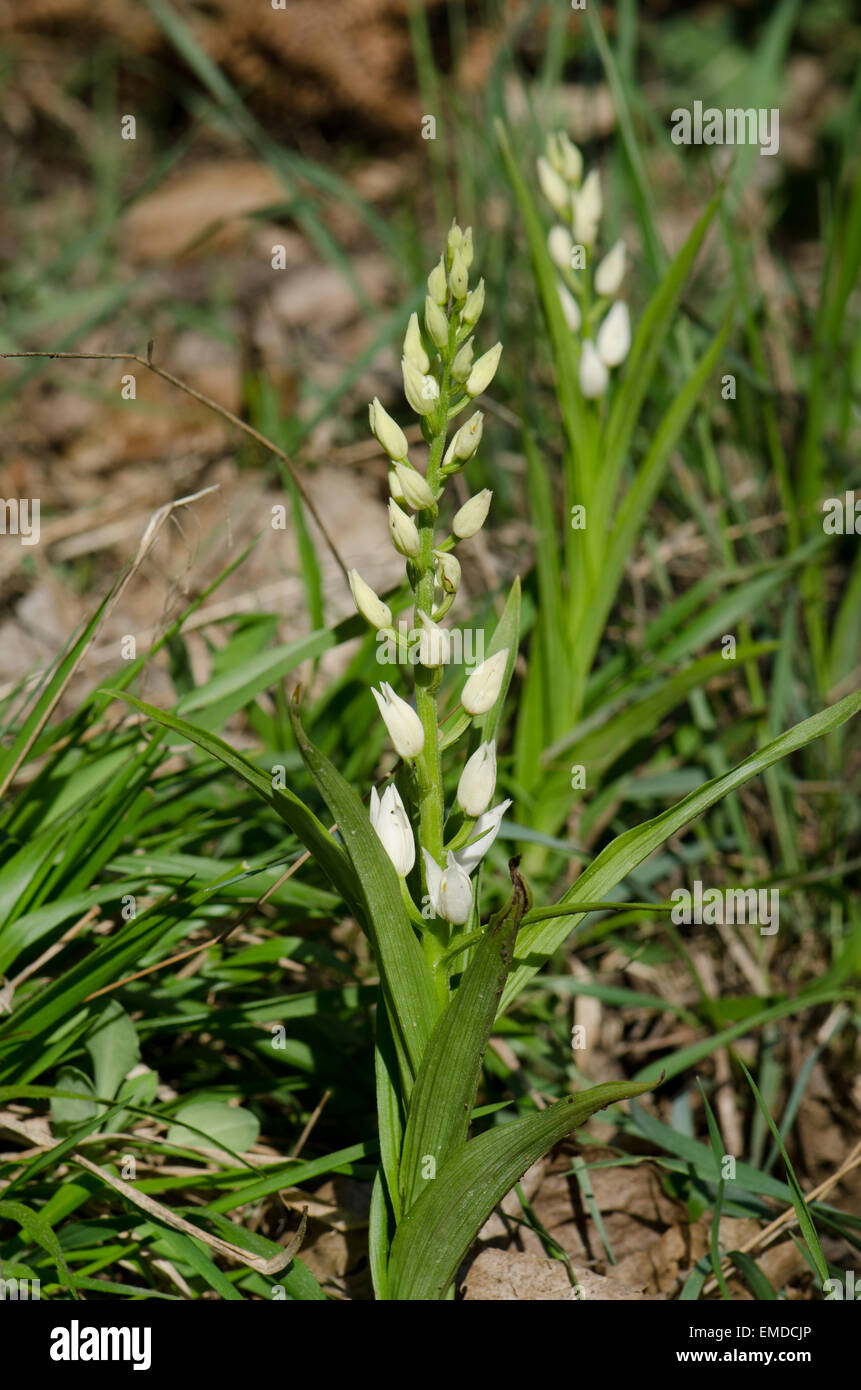 Cephalanthère à ou l'Épée Cephalanthère à longues feuilles, Cephalanthera longifolia, Andalousie, espagne. Banque D'Images
