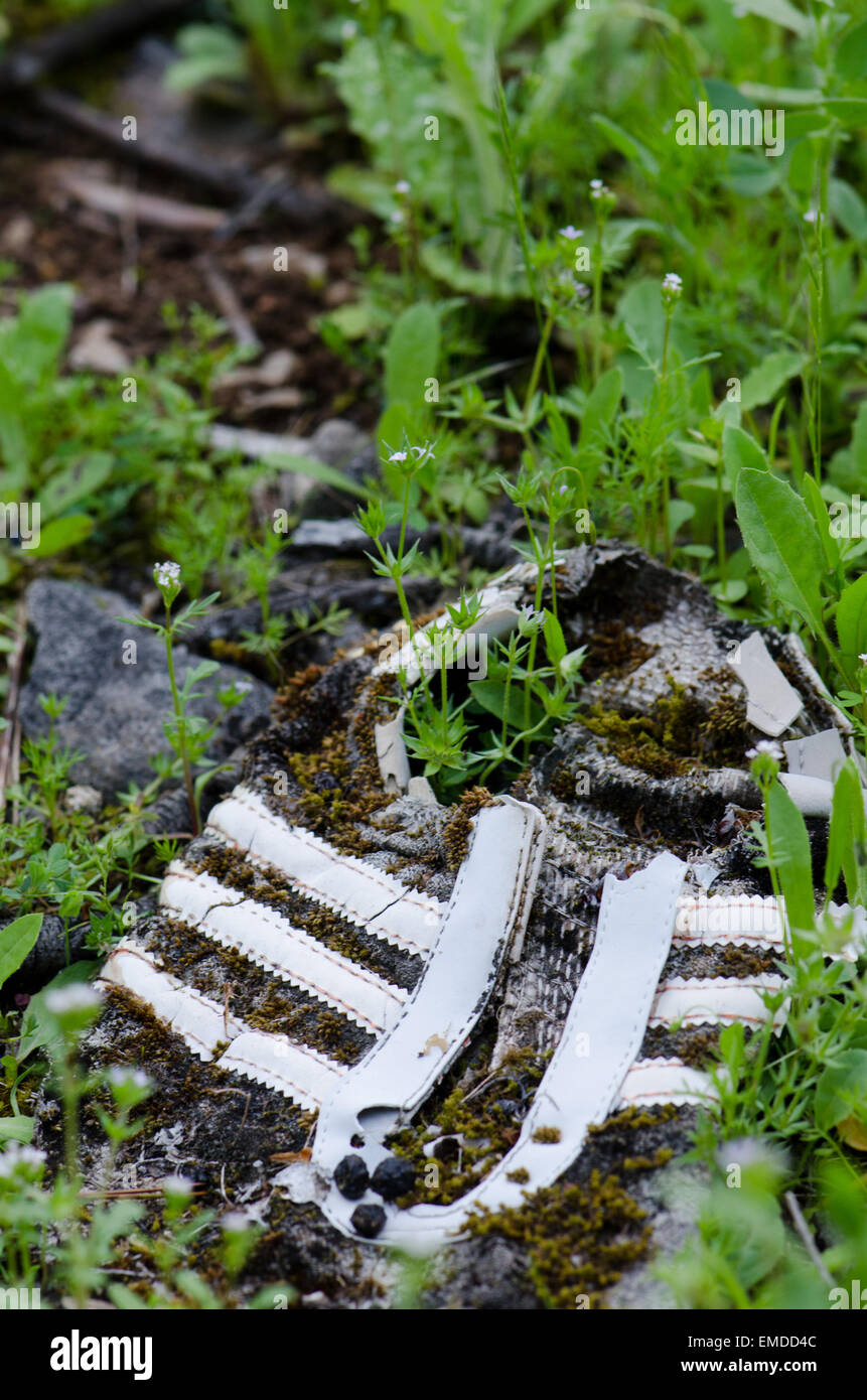 La perte d'un sneaker envahies par l'herbe et de mousse dans la forêt, à l'Espagne. Banque D'Images