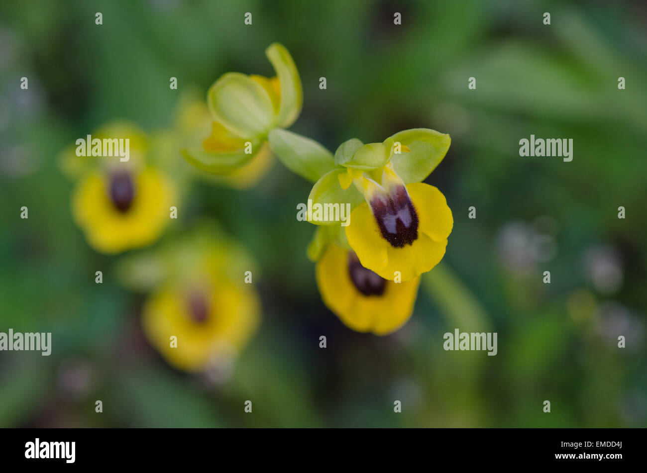 L'orchidée abeille jaune, Ophrys lutea, l'Andalousie, Sud de l'Espagne. Banque D'Images