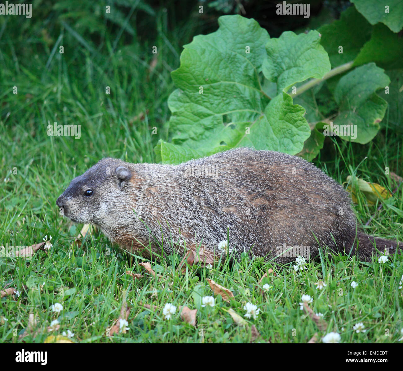 Canada, Québec, Montréal, marmotte, Marmota monax, Banque D'Images