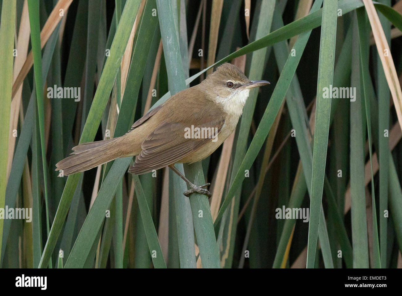Reed bruyant (Acrocephalus stentoreus) à Thol Bird Sanctuary, Mehsana, Gujarat, Inde Banque D'Images