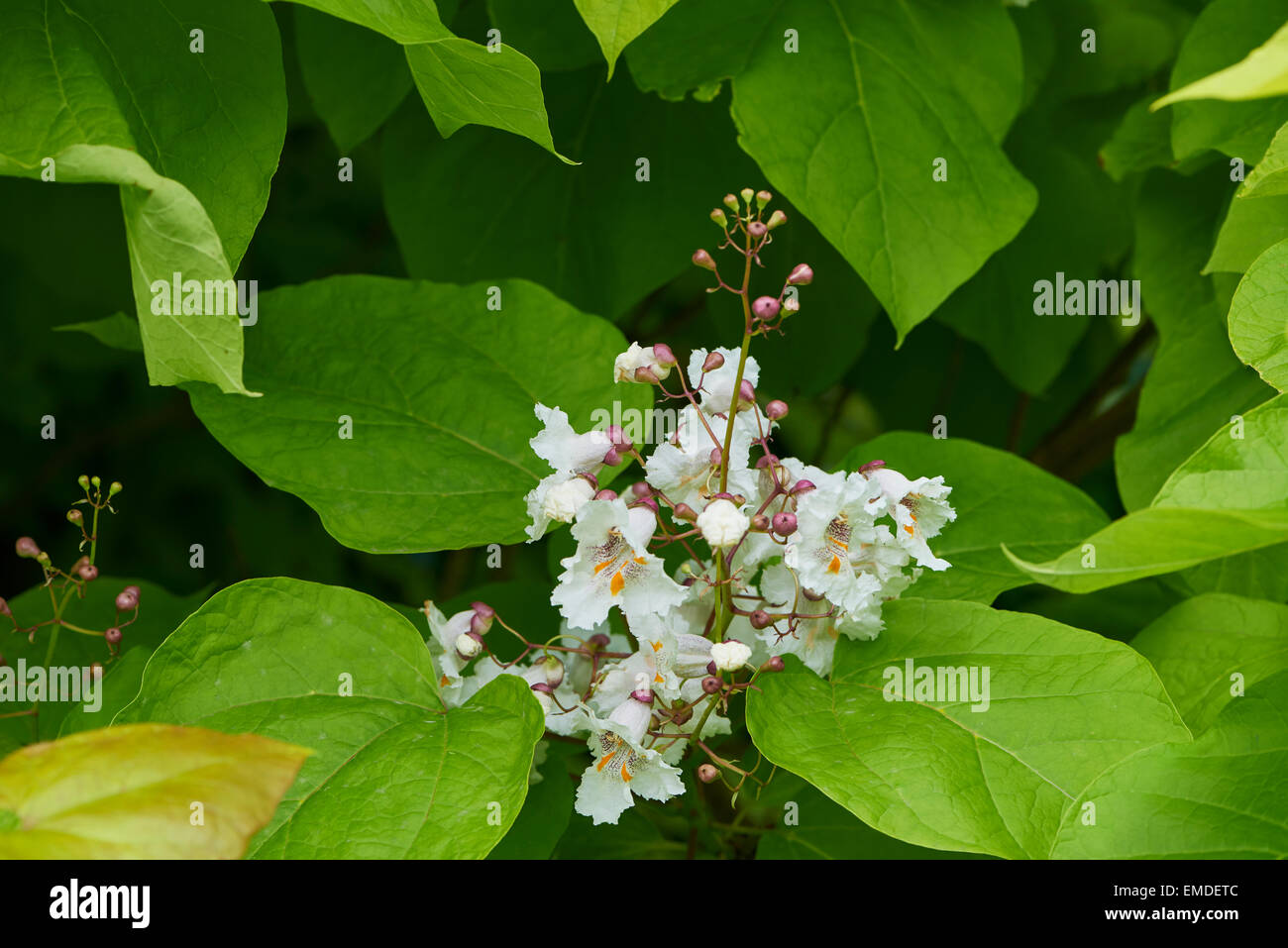 Catalpa bignonioides est une espèce de Catalpa originaire du sud-est des États-Unis. Banque D'Images