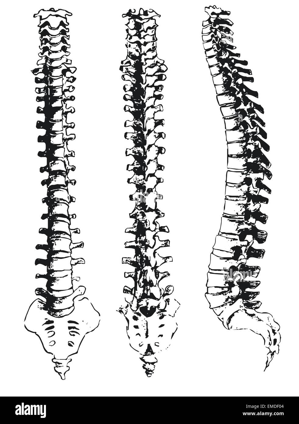 Les segments spinaux dessiné à la main Illustration de Vecteur