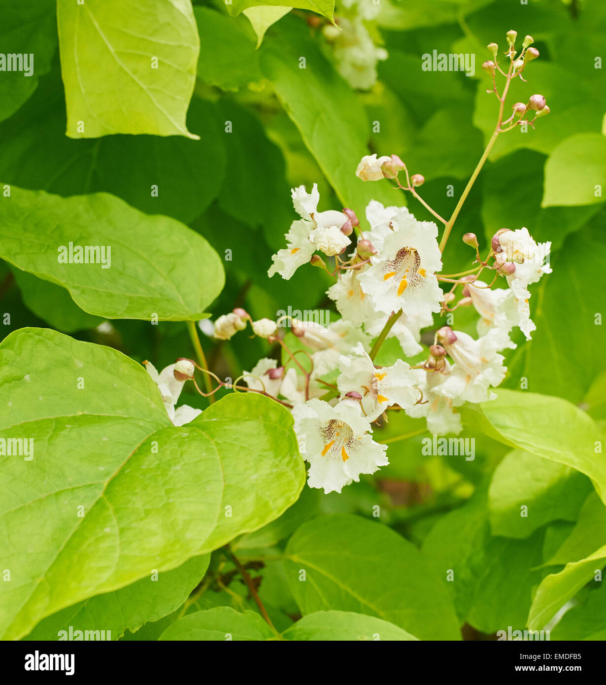 Catalpa bignonioides est une espèce de Catalpa originaire du sud-est des États-Unis. Banque D'Images