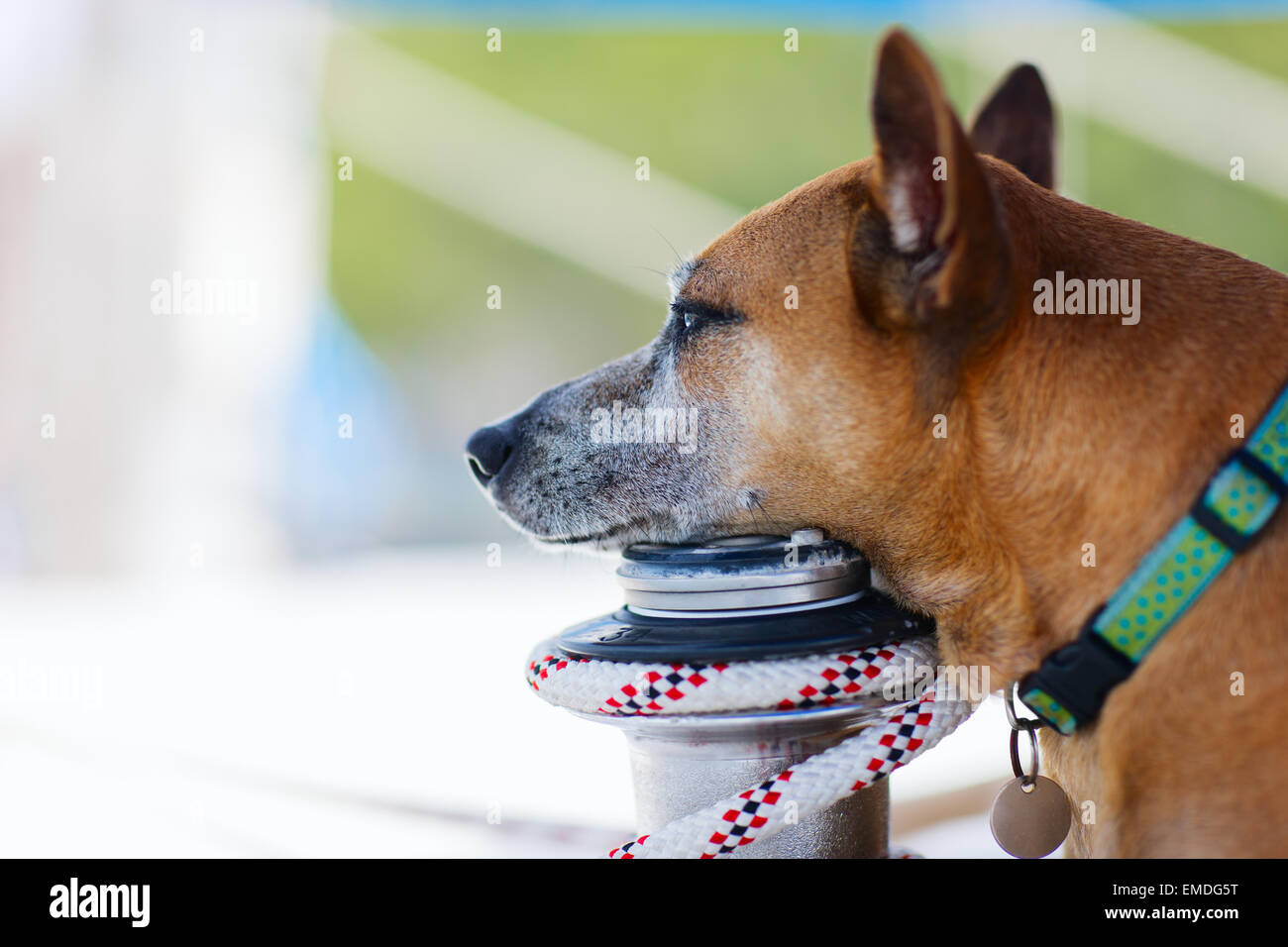 Portrait de chien golden retriever dog Banque D'Images