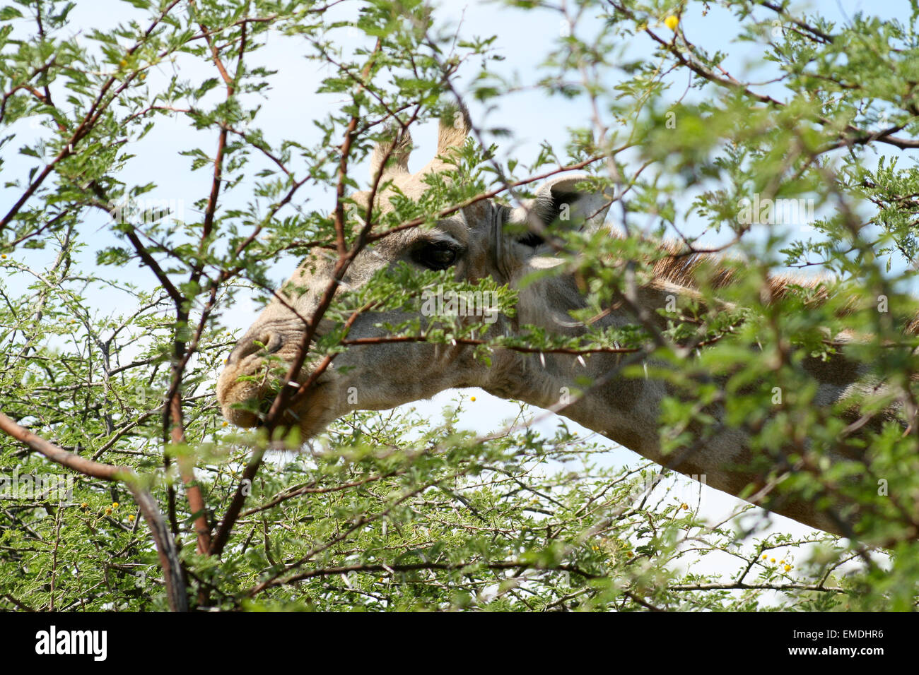 Les Girafes en Afrique Banque D'Images