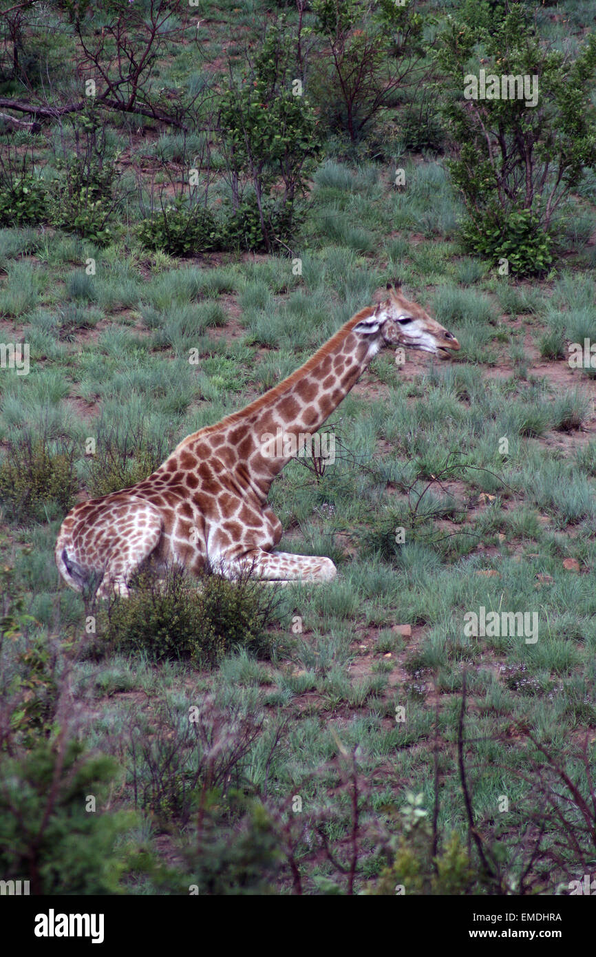 Les Girafes en Afrique Banque D'Images