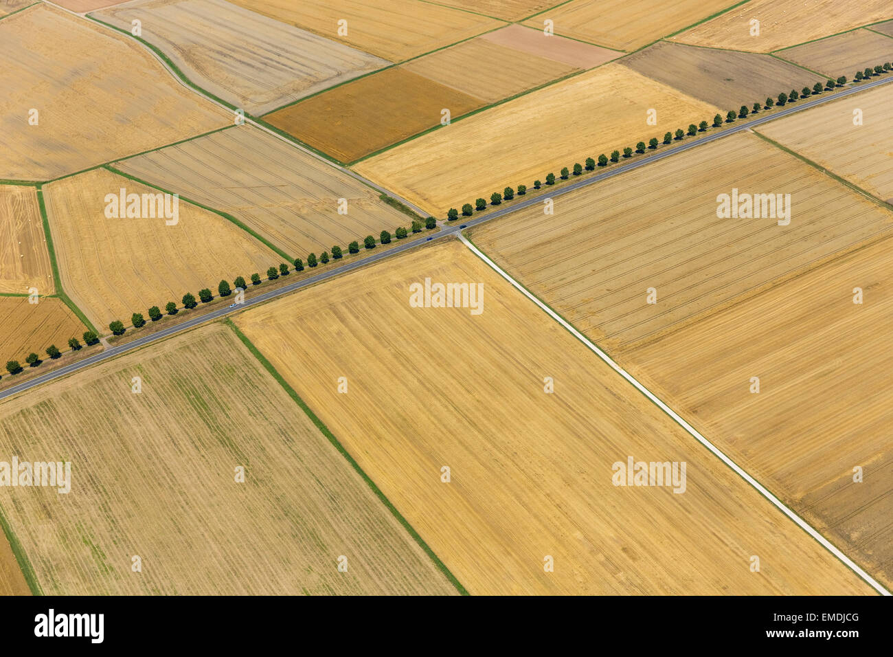 Champs de blé récoltés avec l'avenue bordée d'arbres, Limburg an der Lahn, Hesse, Allemagne Banque D'Images