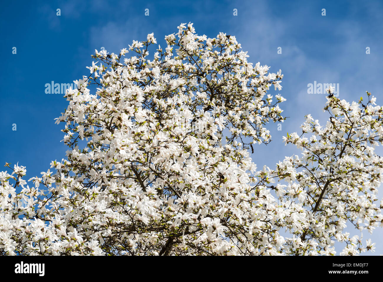 Magnolia blanc des fleurs au printemps Banque D'Images