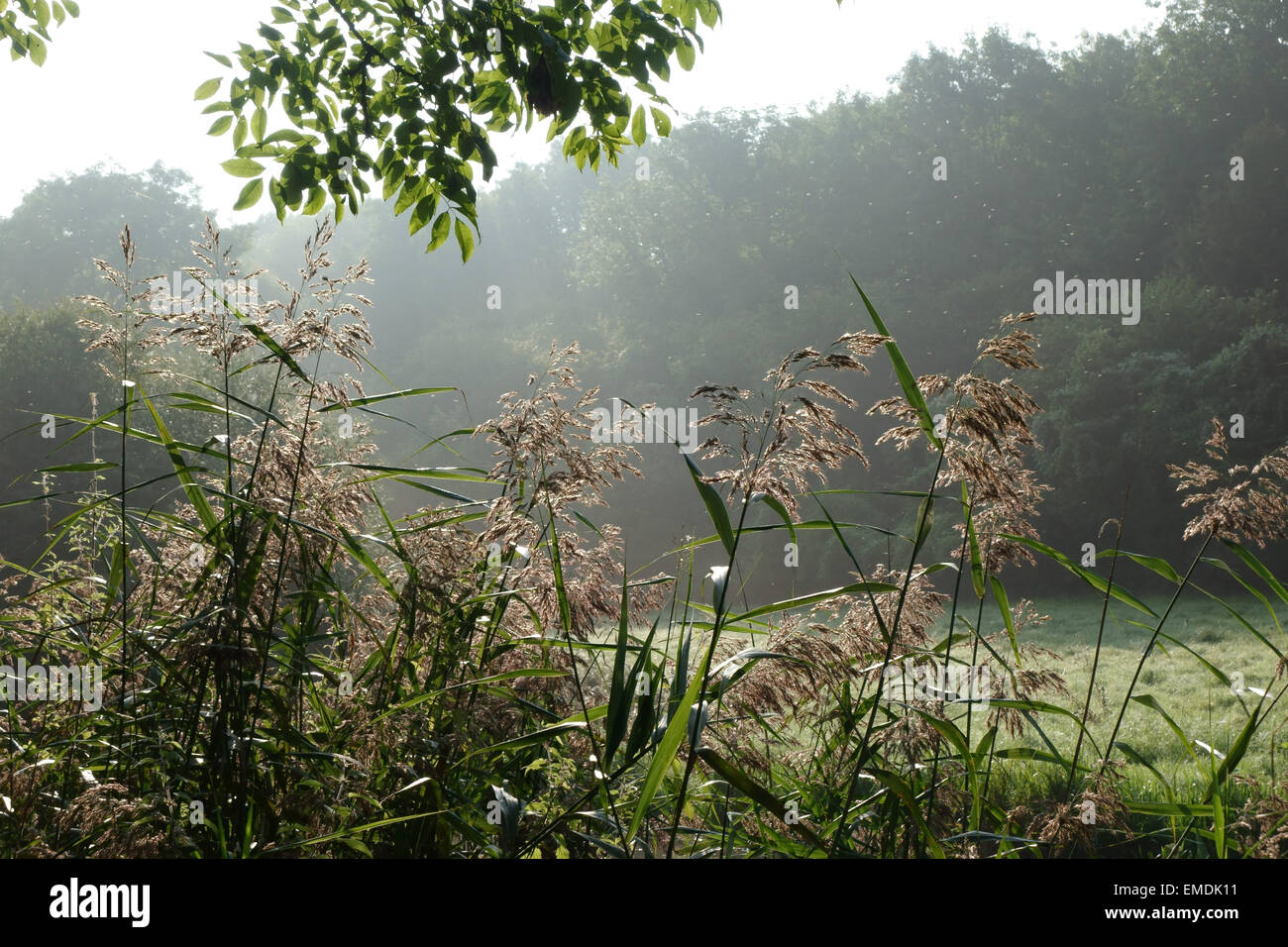 Roseau commun, Fragmites communis, la floraison sur les rives de la Kennet & Avon Canal sur la fin de l'été Matin brumeux Banque D'Images