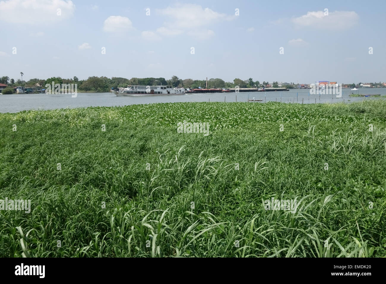 La jacinthe d'eau, Eichhornia crassipes déposée dans d'autres végétaux dans la rivière Chao Praya, un sérieux qui obstrue les cours d'eau Lutte contre les mauvaises herbes Banque D'Images