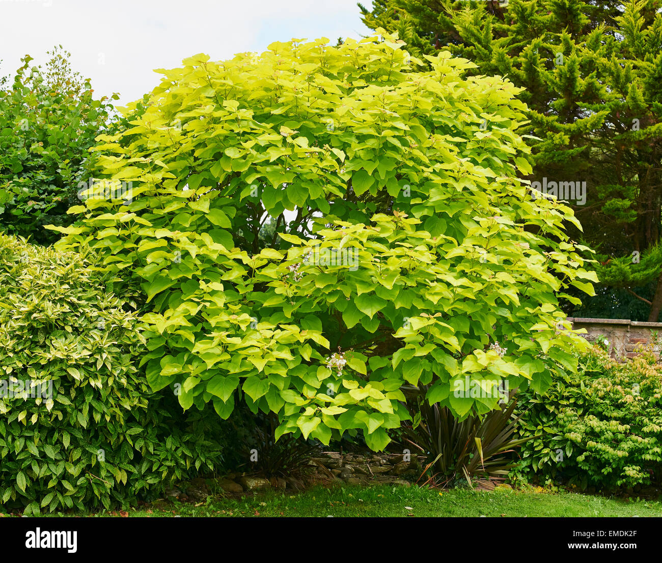 Catalpa bignonioides est une espèce de Catalpa originaire du sud-est des États-Unis. Banque D'Images