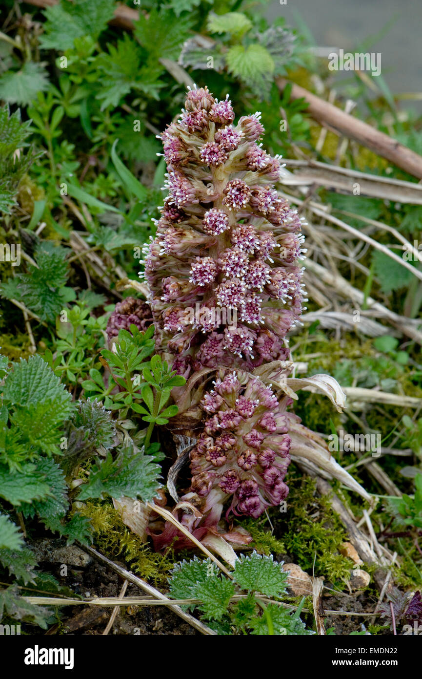 , Pétasite Petasites hybridus, la floraison sur la rive de la Kennet and Avon Canal près de Hungerford au printemps Banque D'Images