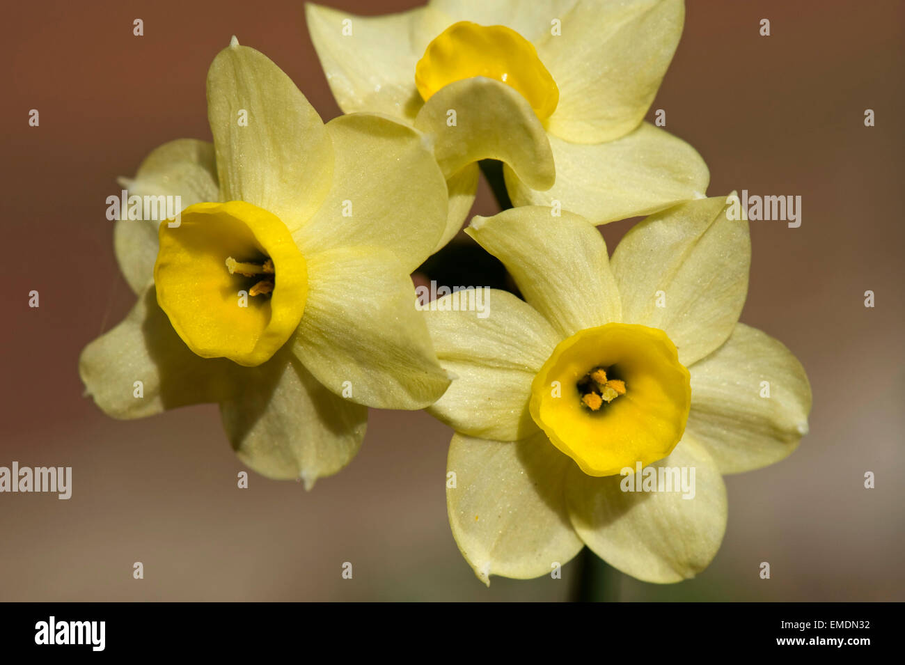 Fleurs jaunes de Narcissus 'Mminitec' une ampoule à fleur de ressort Banque D'Images