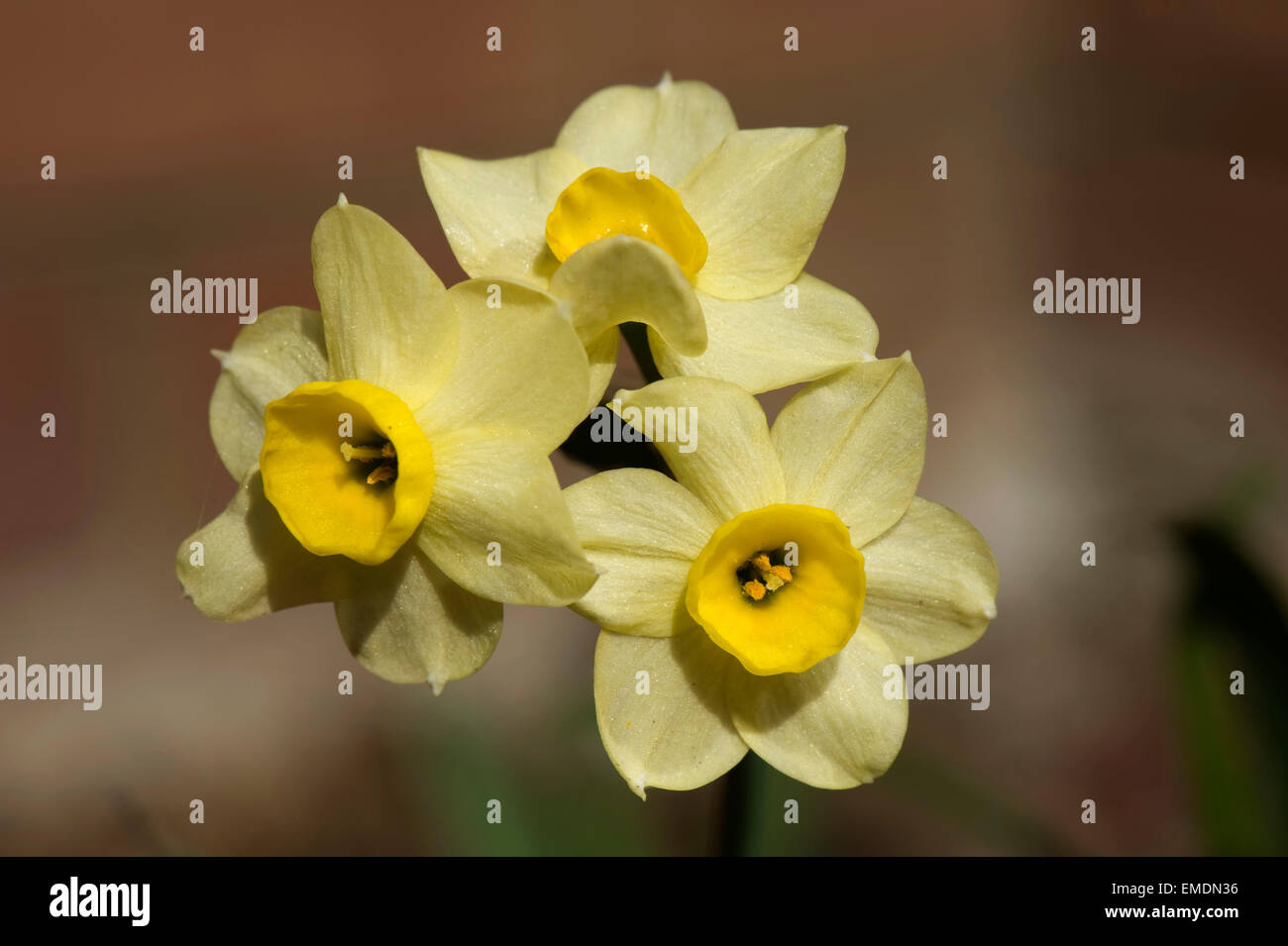 Fleurs jaunes de Narcissus 'Mminitec' une ampoule à fleur de ressort Banque D'Images