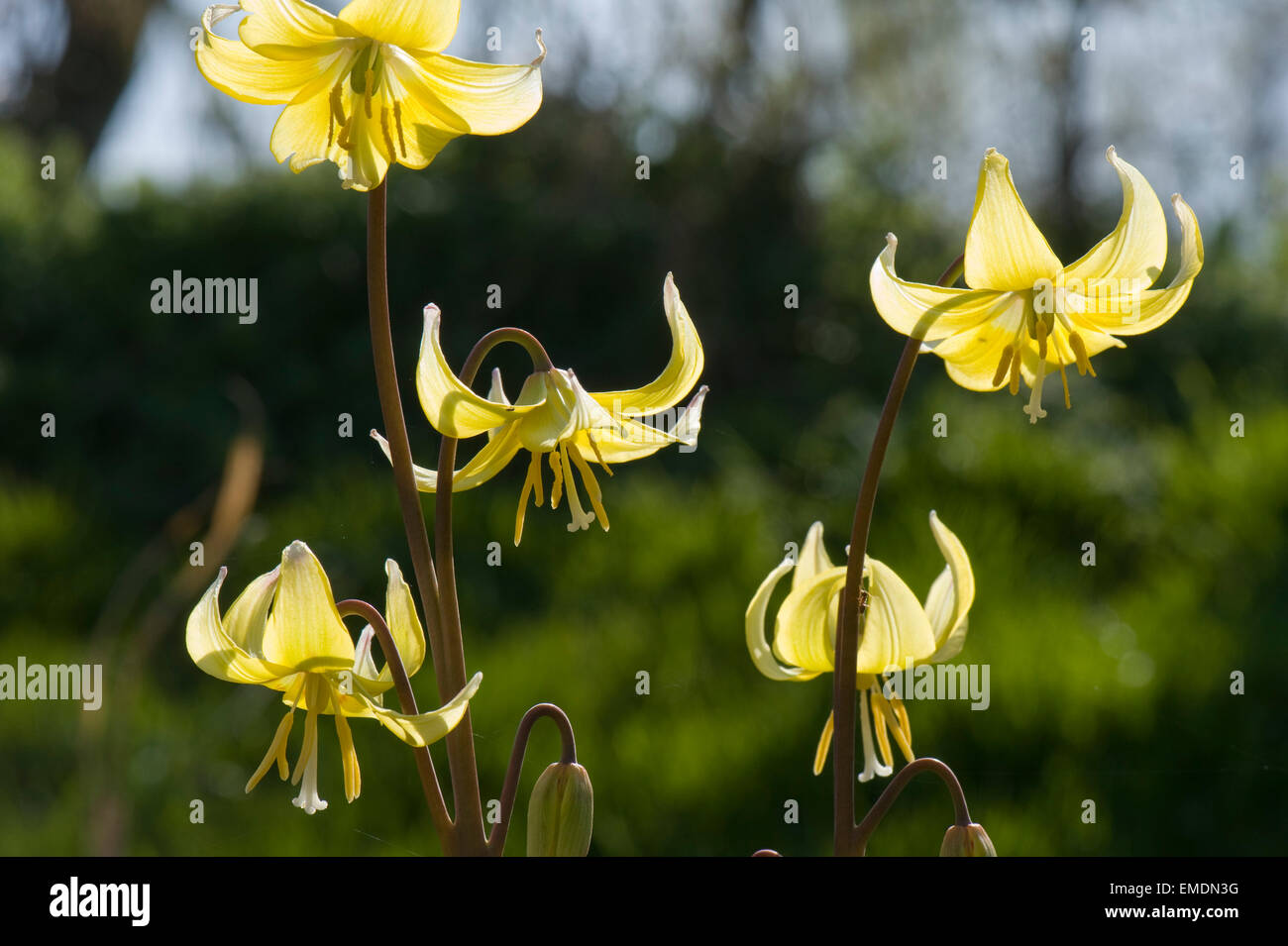 La Dent de chien violet, Erythronium 'Pagoda' fleurs jaune et sur le jardin des plantes ornementales de l'ampoule Banque D'Images