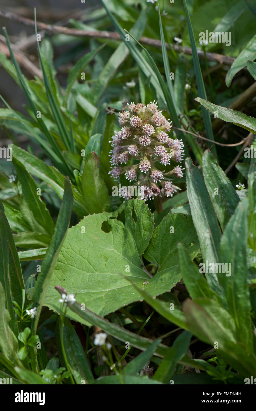 , Pétasite Petasites hybridus, la floraison sur la rive de la Kennet and Avon Canal près de Hungerford au printemps Banque D'Images